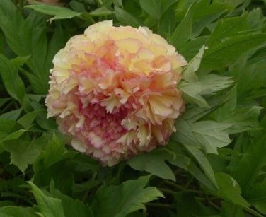Heirloom Light Fragrant Yellow Peony Flower 5 PCS Seeds