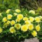 Heirloom Light Fragrant Yellow Peony Flower 5 PCS Seeds