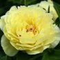 Heirloom Light Fragrant Yellow Peony Flower 5 PCS Seeds