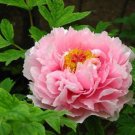 Heirloom Light Pink Rose Red Tree Peony 'Qiu Ball' Flowe 5 PCS Seeds