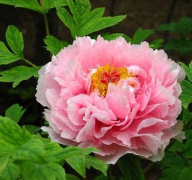 Heirloom Light Pink Rose Red Tree Peony 'Qiu Ball' Flowe 5 PCS Seeds