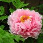 Heirloom Light Pink Rose Red Tree Peony 'Qiu Ball' Flowe 5 PCS Seeds