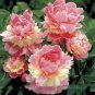 Heirloom Light Pink Rose Red Tree Peony 'Qiu Ball' Flowe 5 PCS Seeds