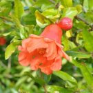 Heirloom Light Red Punica Pomegranate Flower 20 PCS Seeds