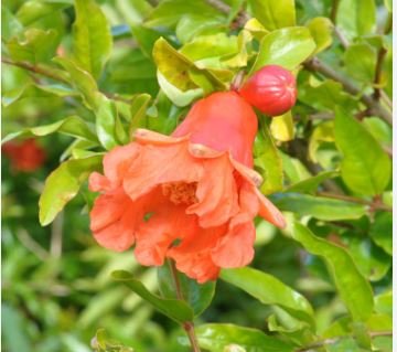 Heirloom Light Red Punica Pomegranate Flower 20 PCS Seeds