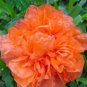 Heirloom Light Red Punica Pomegranate Flower 20 PCS Seeds