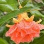 Heirloom Light Red Punica Pomegranate Flower 20 PCS Seeds