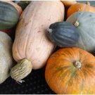 Heirloom Light Yellow Long Sweet Cream Pumpkin Vegetable Organic 6 PCS Seeds Heirloom Light Yellow Long Sweet Cream Pumpkin Vegetable Organic 6 PCS Seeds