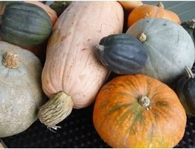 Heirloom Light Yellow Long Sweet Cream Pumpkin Vegetable Organic 6 PCS Seeds