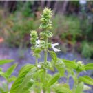 Heirloom Lime Basil (Ocimum Basilicum) 20 PCS Seeds Heirloom Lime Basil (Ocimum Basilicum) 20 PCS Seeds