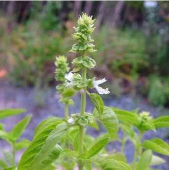 Heirloom Lime Basil (Ocimum Basilicum) 20 PCS Seeds