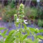 Heirloom Lime Basil (Ocimum Basilicum) 20 PCS Seeds