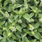 Heirloom Lime Basil (Ocimum Basilicum) 20 PCS Seeds