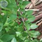 Heirloom Lime Basil (Ocimum Basilicum) 20 PCS Seeds