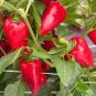Heirloom Lipstick Long Red Sweet Pepper Organic 50 PCS Seeds