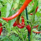 Heirloom Long Giant Ox Horn Sweet Pepper 100 PCS Seeds Heirloom Long Giant Ox Horn Sweet Pepper 100 PCS Seeds