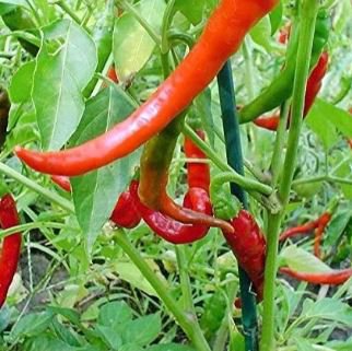 Heirloom Long Giant Ox Horn Sweet Pepper 100 PCS Seeds