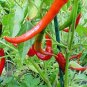 Heirloom Long Giant Ox Horn Sweet Pepper 100 PCS Seeds
