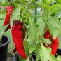 Heirloom Long Giant Ox Horn Sweet Pepper 100 PCS Seeds
