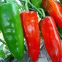 Heirloom Long Giant Ox Horn Sweet Pepper 100 PCS Seeds