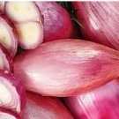 Heirloom Long Red Florence Onion Vegetables 50 PCS Seeds Heirloom Long Red Florence Onion Vegetables 50 PCS Seeds