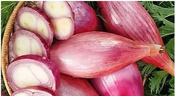 Heirloom Long Red Florence Onion Vegetables 50 PCS Seeds