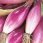 Heirloom Long Red Florence Onion Vegetables 50 PCS Seeds
