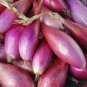 Heirloom Long Red Florence Onion Vegetables 50 PCS Seeds