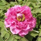 Heirloom Lu He Hong Light Red Peony Plant Flower 5 PCS Seeds