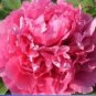 Heirloom Lu He Hong Light Red Peony Plant Flower 5 PCS Seeds