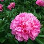 Heirloom Lu He Hong Light Red Peony Plant Flower 5 PCS Seeds