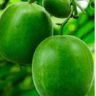 Heirloom Luo Han Guo Siraitia Grosvenorii Fresh 30 PCS Seeds