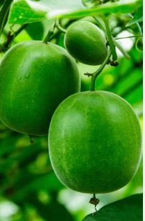 Heirloom Luo Han Guo Siraitia Grosvenorii Fresh 30 PCS Seeds
