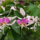 Heirloom Lysidice Rhodostegia Hance Tree 5 PCS Seeds