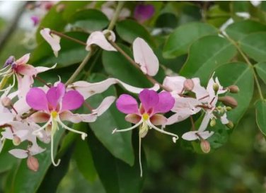 Heirloom Lysidice Rhodostegia Hance Tree 5 PCS Seeds