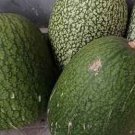Heirloom Malabar Gourd 8 PCS Seeds