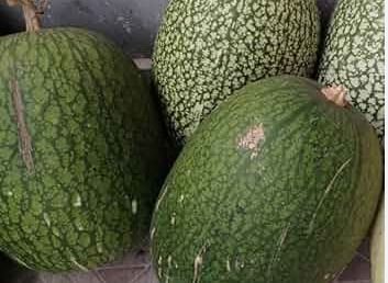 Heirloom Malabar Gourd 8 PCS Seeds