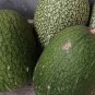 Heirloom Malabar Gourd 8 PCS Seeds