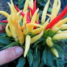 Heirloom Medusa Ornamental Pepper Capsicum annuum 20 PCS Seeds Heirloom Medusa Ornamental Pepper Capsicum annuum 20 PCS Seeds