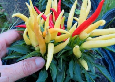 Heirloom Medusa Ornamental Pepper Capsicum annuum 20 PCS Seeds