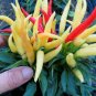 Heirloom Medusa Ornamental Pepper Capsicum annuum 20 PCS Seeds