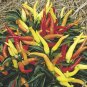 Heirloom Medusa Ornamental Pepper Capsicum annuum 20 PCS Seeds