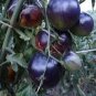 Heirloom Middle Black 'Pearl' Tomato Organic 25 PCS Seeds