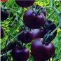 Heirloom Middle Black 'Pearl' Tomato Organic 25 PCS Seeds