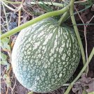 Heirloom Malabar Gourd 8 PCS Seeds