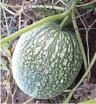 Heirloom Malabar Gourd 8 PCS Seeds