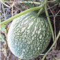 Heirloom Malabar Gourd 8 PCS Seeds
