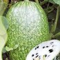 Heirloom Malabar Gourd 8 PCS Seeds