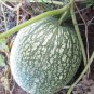 Heirloom Malabar Gourd 8 PCS Seeds