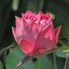 Heirloom Middle Red Nelumbo Nucifera Lotus Flower 1 PCS Seeds